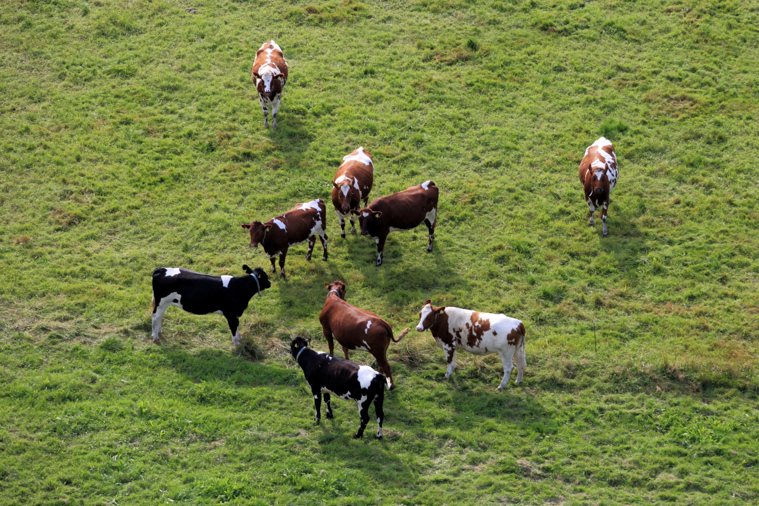 What an auditor must check for if livestock is on site, including biosecurity measures